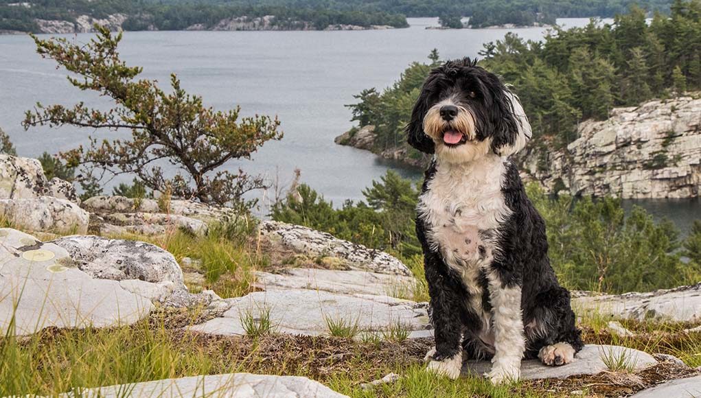 Portuguese water dog featured