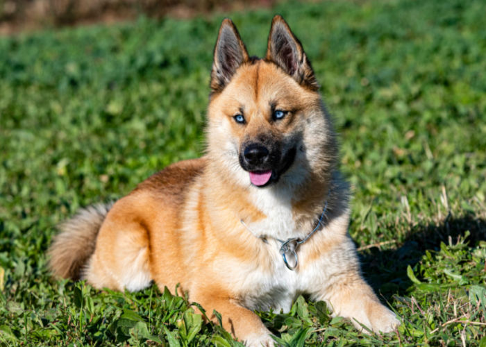 Prettiest Mixed Dog Breed Pomsky