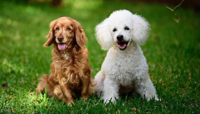 Prettiest Mixed Dog Breeds Featured