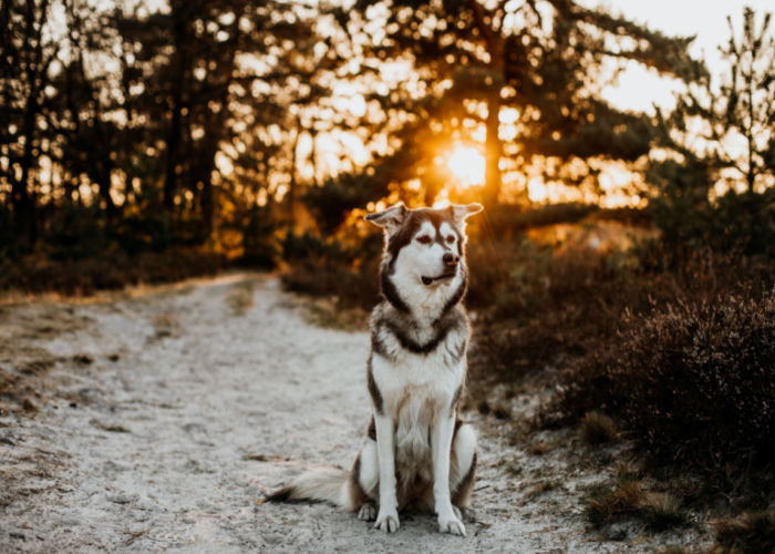 Prettiest Mixed Dog Breeds Goberian