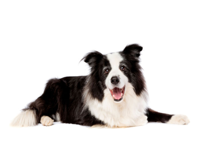 Prettiest Mixed Dog breeds Border Sheepdog