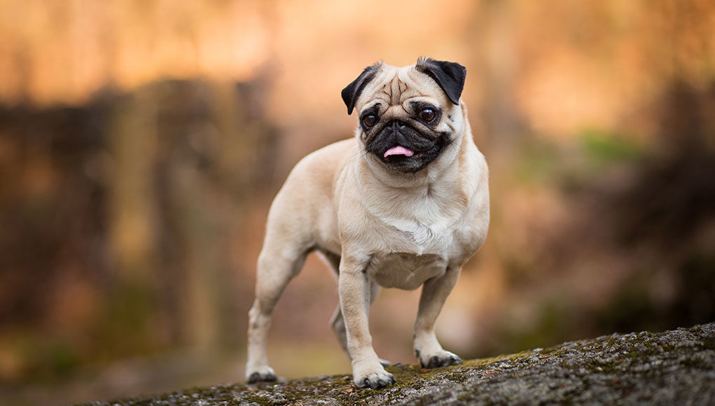 Pug Dog Breed Featured