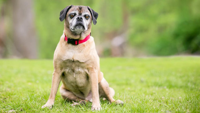 Puggle Dog Breed Featured