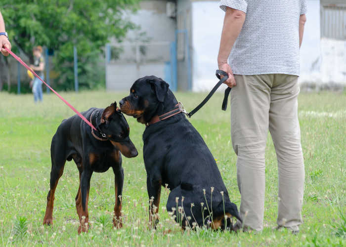 Smartest Mixed Dog Breed Rottman