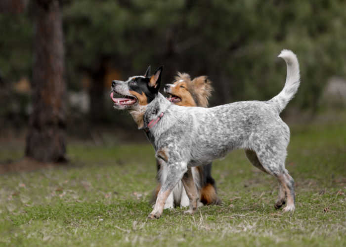 Smartest Mixed Dog Breed Sheltie Heeler