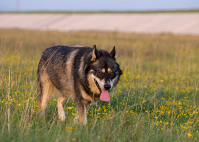 Smartest Mixed Dog Shepsky