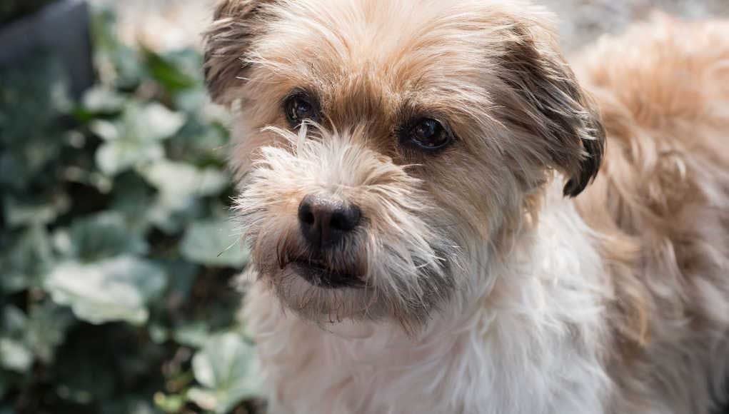 Shorkie Dog Breed