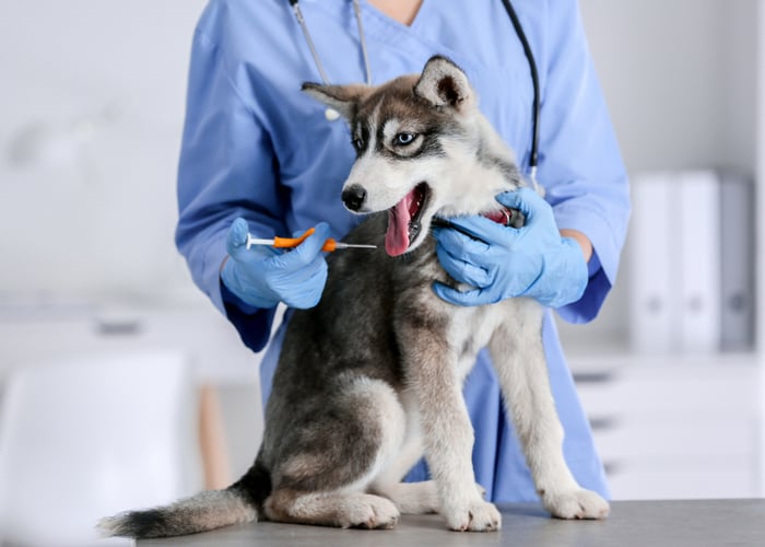 Veterinarian microchipping a dog