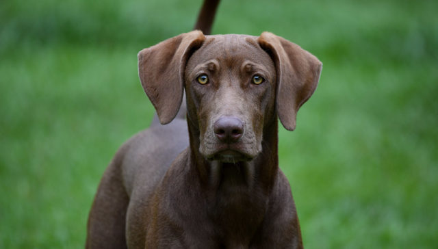 Weimador Dog Breed Featured