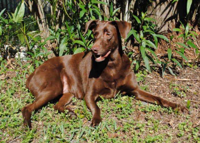 Brown Weimador basking in sunlight