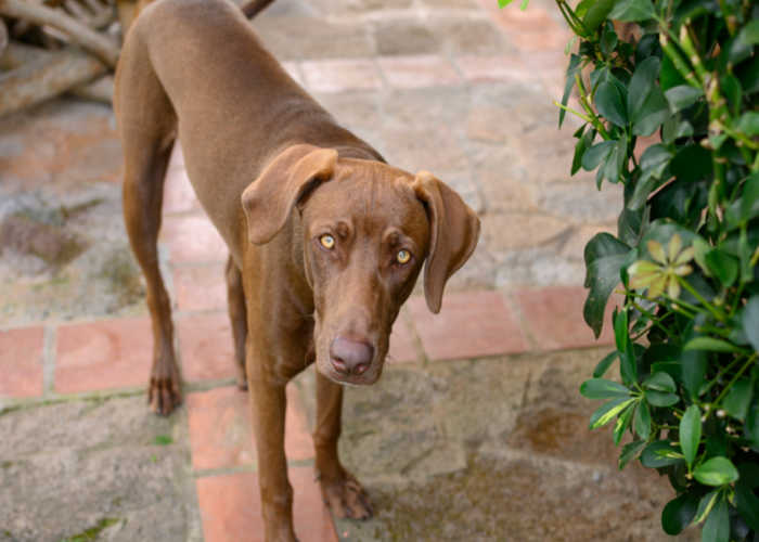 Brown Weimador with striking eyes