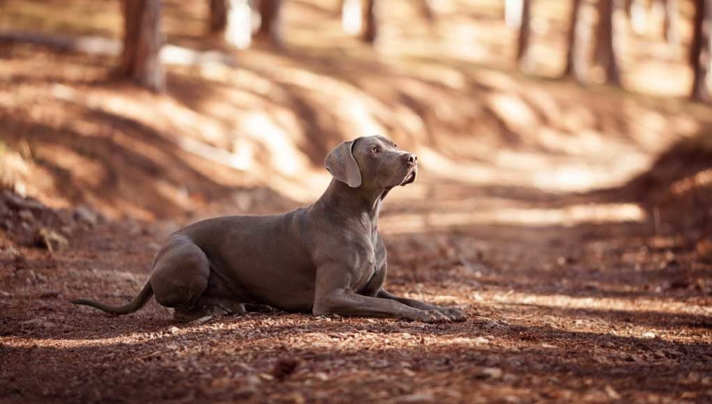 Weimaraner Dog Breed