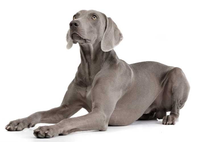 Weimaraner Dog Breed