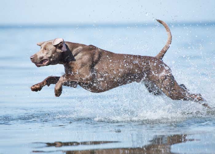 Weimaraner Running