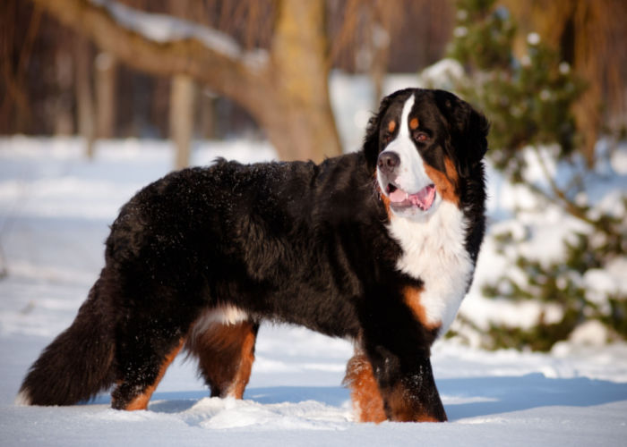 berner in snow