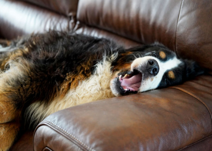 berner napping