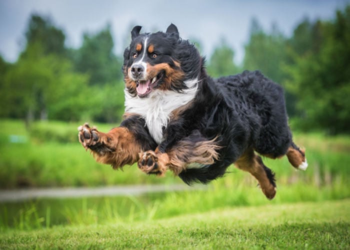 bernese mountain dog running