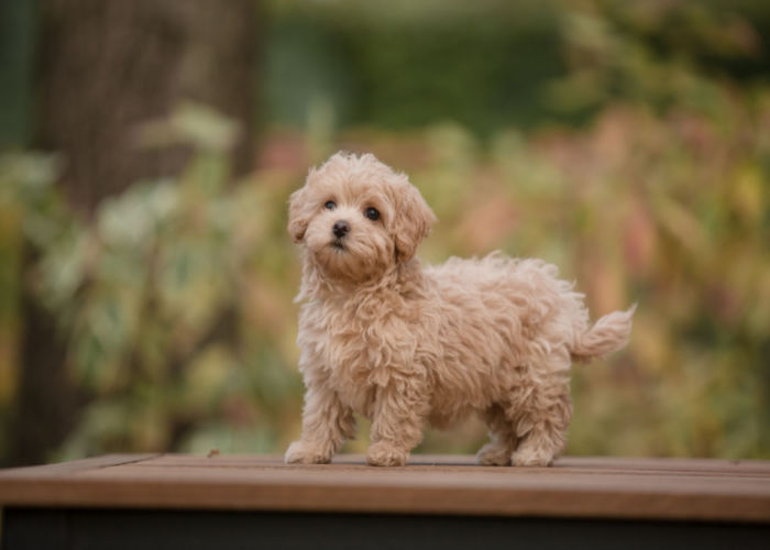 brown maltipoo outdoors; chocolate dog names ideas based on coffee