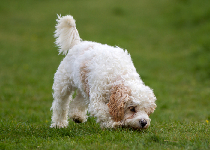 cavachon personality -best mixed breed to adopt