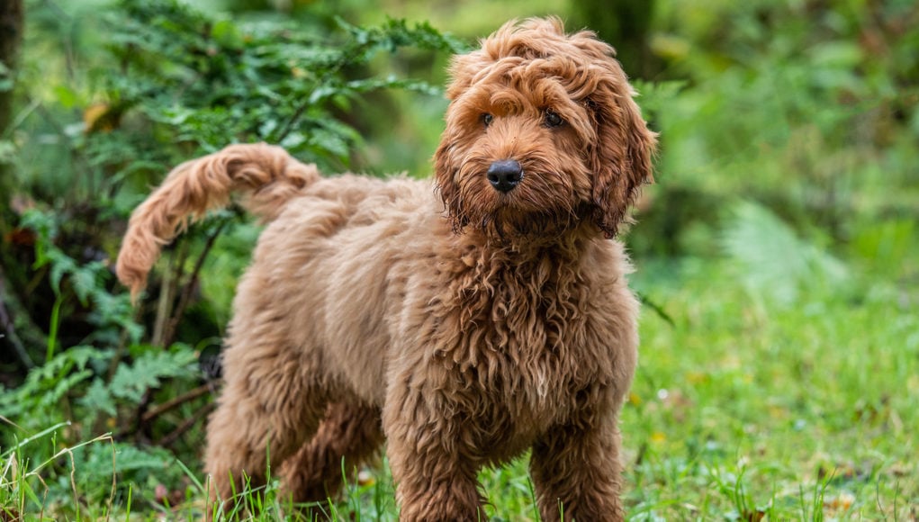 cockapoo dog breed profile