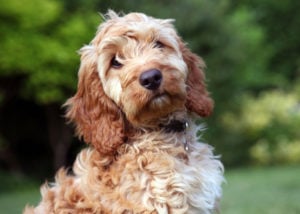 cockapoo-crossbreed-live-the-longest