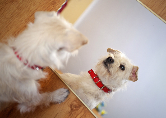 dog mirrors owner personality