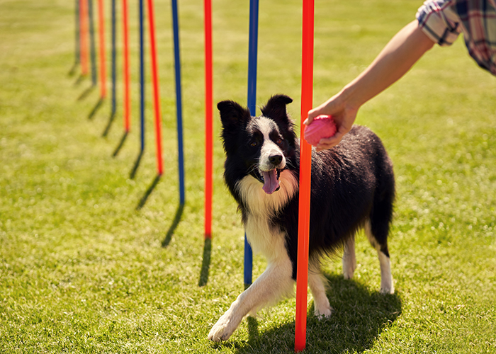 dog temperament physical test