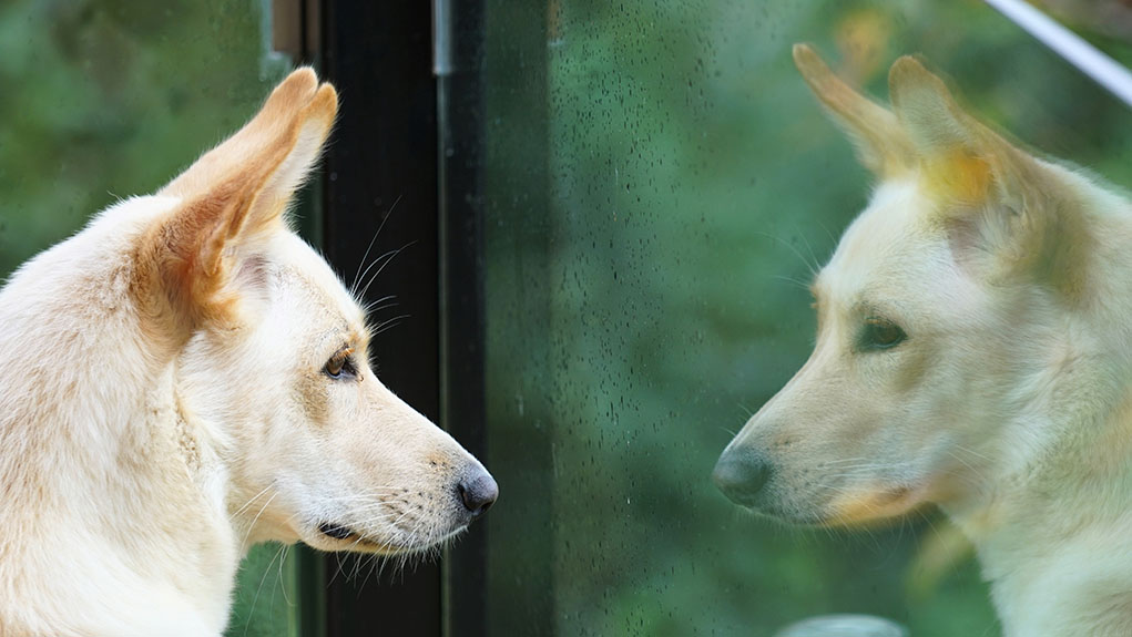 dogs act like their owners featured