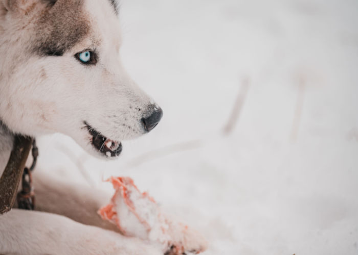 exotic meat for dogs