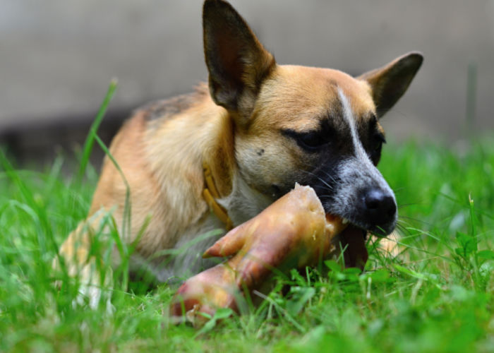 game meat for dogs