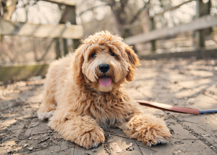 golden labradoodle on the porch; exotic brown dog names