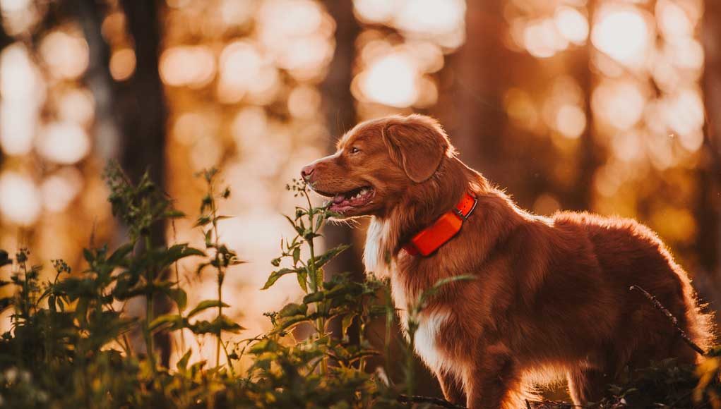 gps tracker for dogs