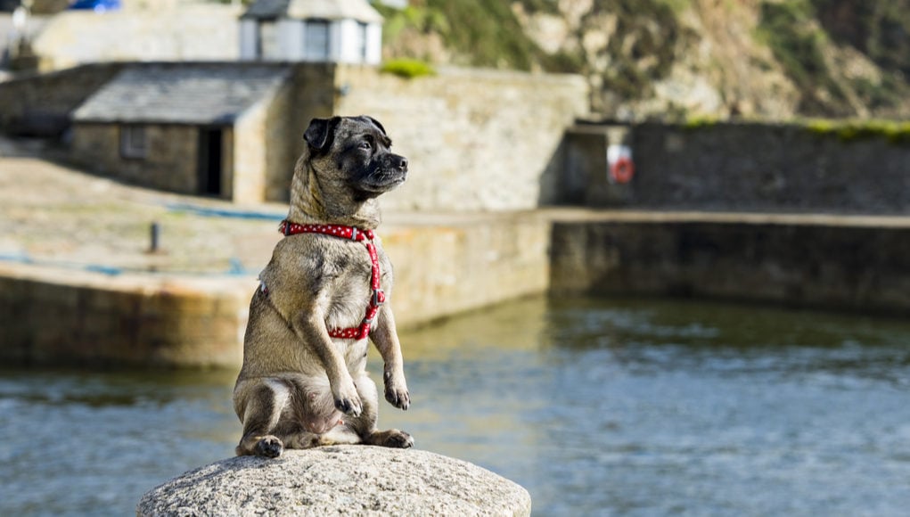 jug dog breed