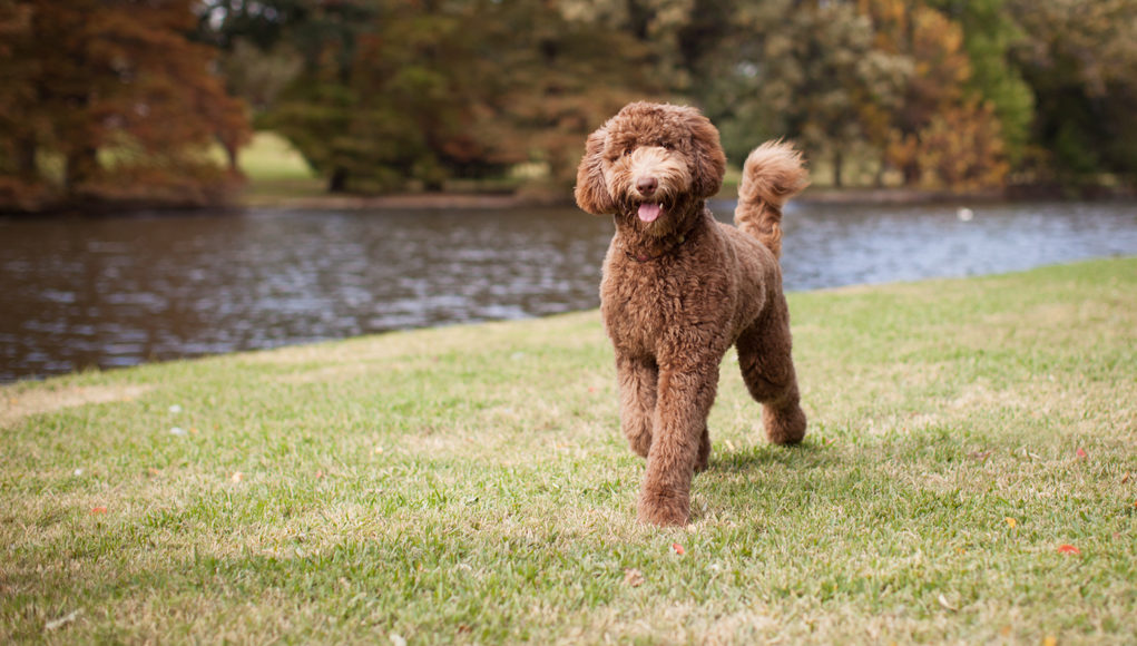 labradoodle dog breed