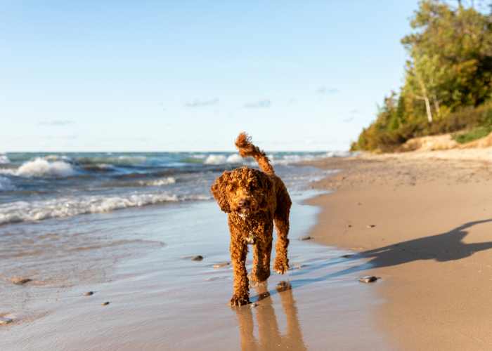 Mixed Breed Dogs for First-Time Owners labradoodle on a beach