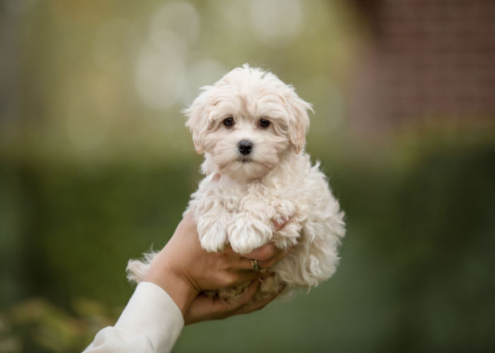 maltipoo crossbreed