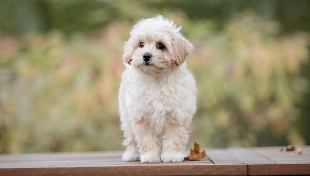 maltipoo dog breed