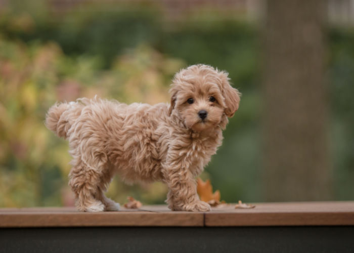 maltipoo mixed breed