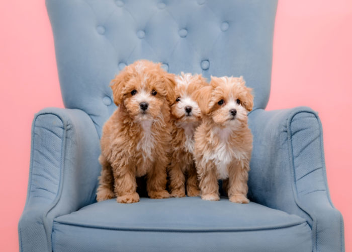 maltipoo puppies