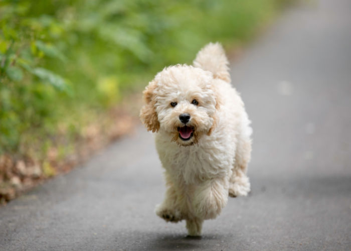 maltipoo running