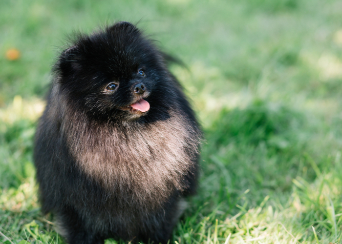 pomeranian black color