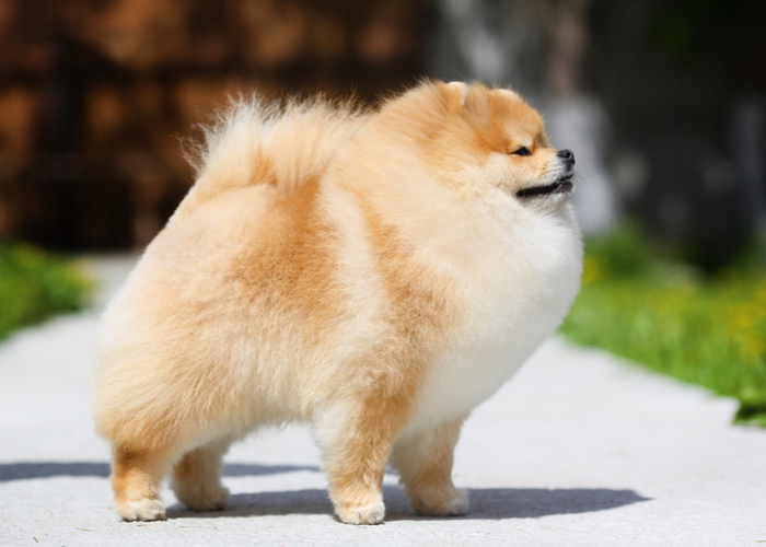 pomeranian dog breed relaxing