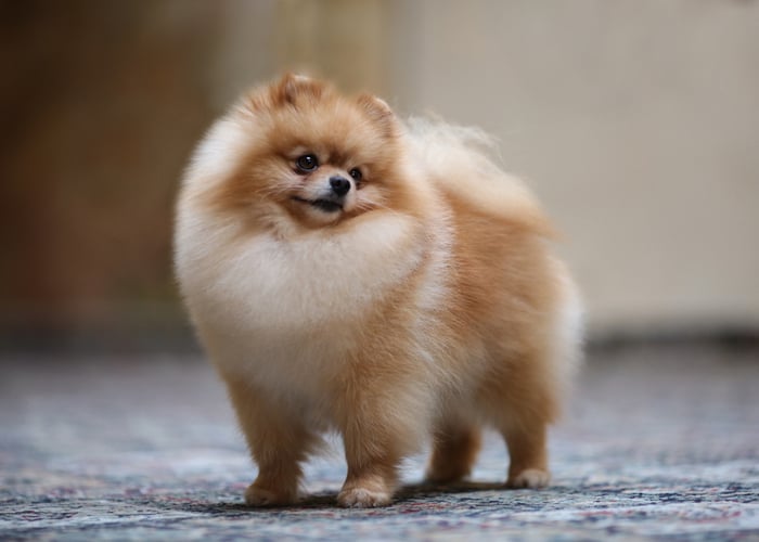 pomeranian dog with name starting with x