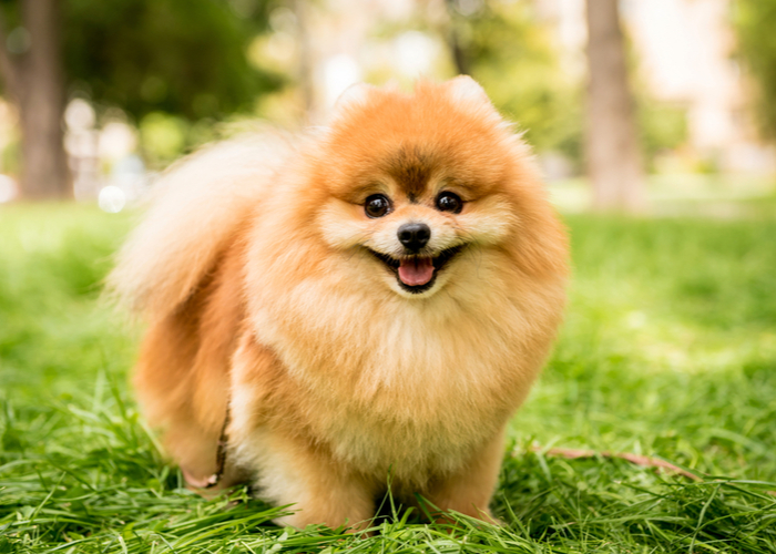 pomeranians