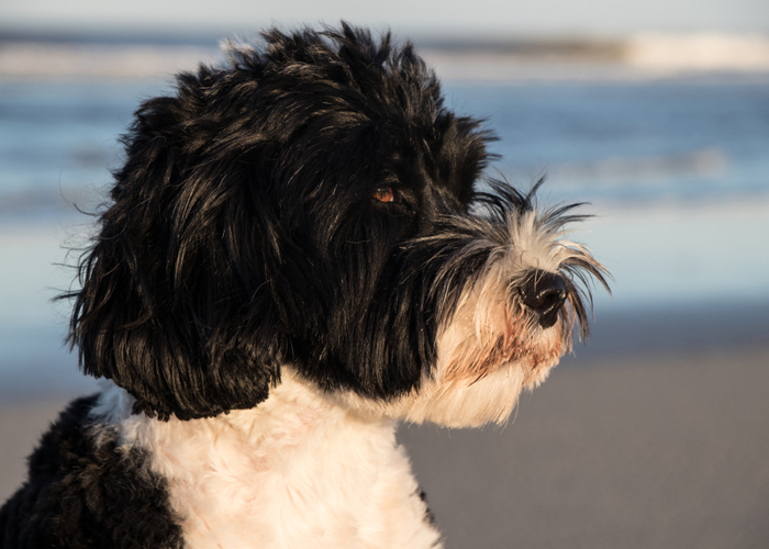 portuguese water dog at the beach