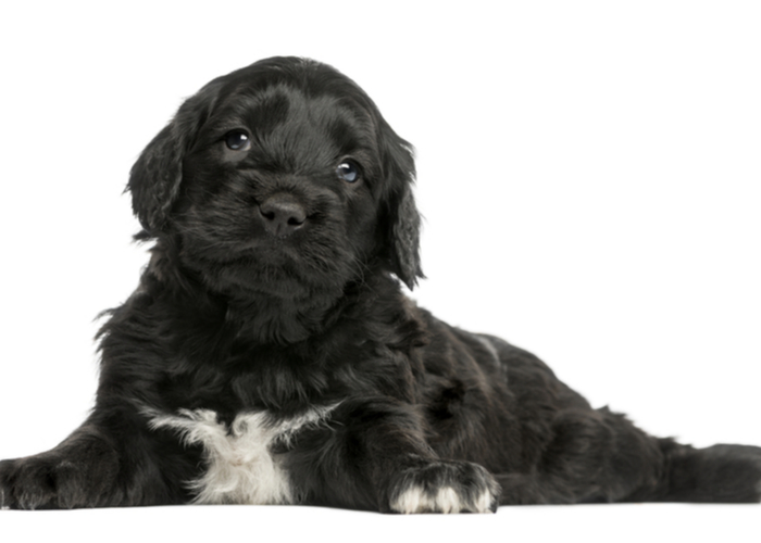 portuguese water dog puppy