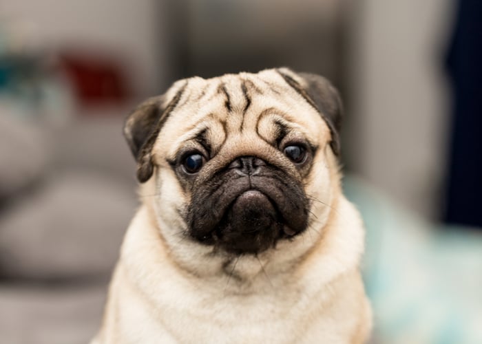 pug dog breed