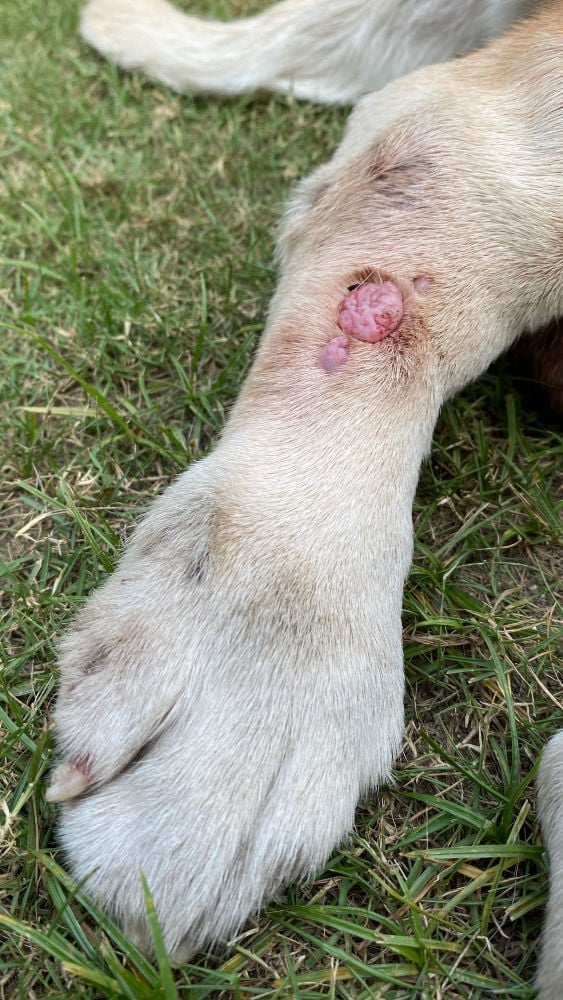 sebaceous cyst dog