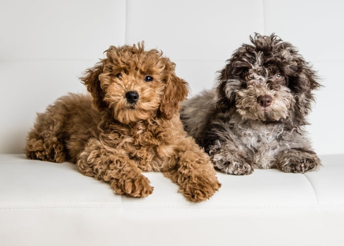 two cavapoos sitting