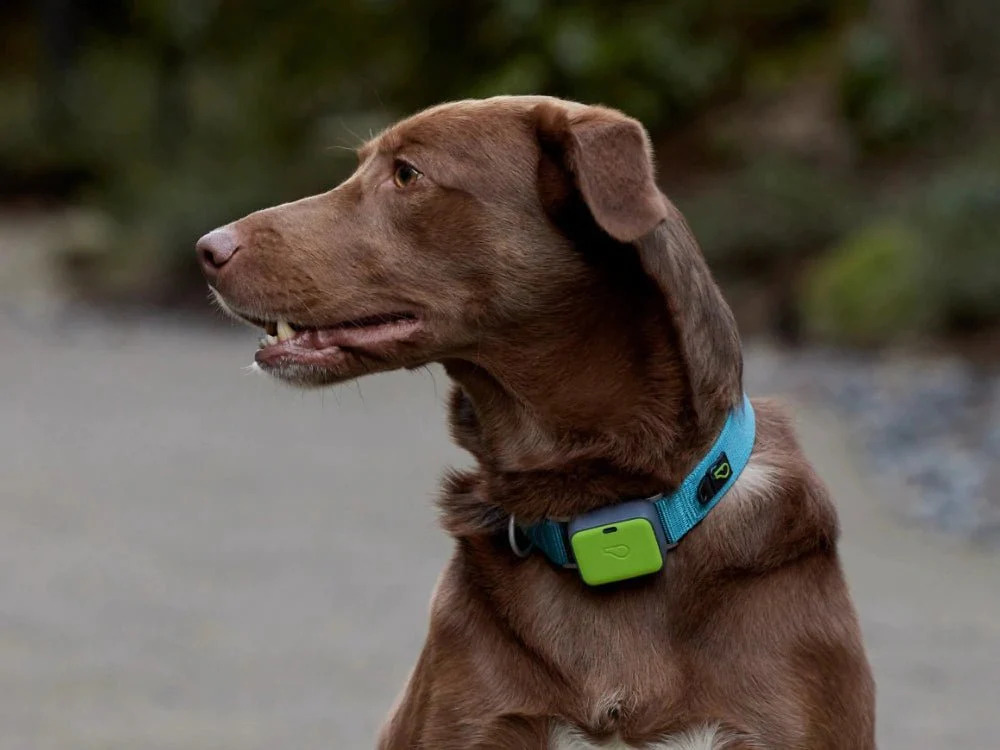 whistle dog collar in dogs